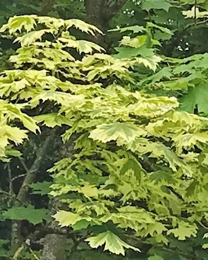 Acer platanoides drummondii