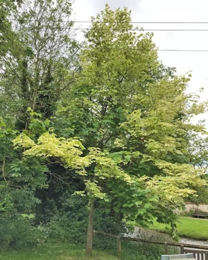 Acer platanoides drummondii