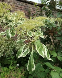 Cornus controversa