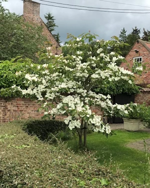 Cornus kousa (venus?)