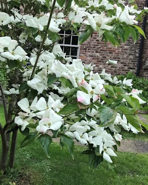 Cornus kousa venus