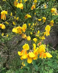 Cytisus scoparius
