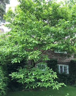 Magnolia