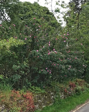 Rosa glauca