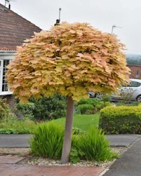 Acer brilliantissimum