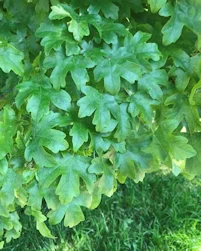 Acer campestre