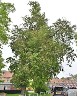 Red horse chestnut