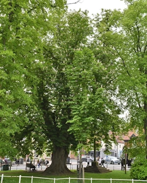 Horse chestnut
