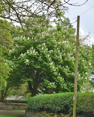 Horse chestnut