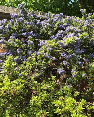 Ceanothus