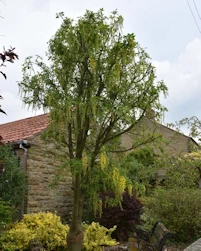 Laburnum