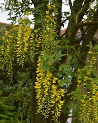 Laburnum