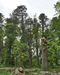 Pinus sylvestris