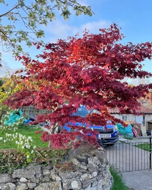 Acer palmatum