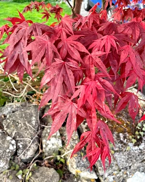 Acer palmatum