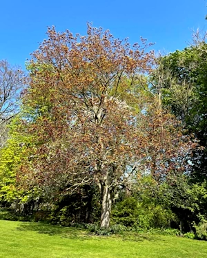 Acer platanoides