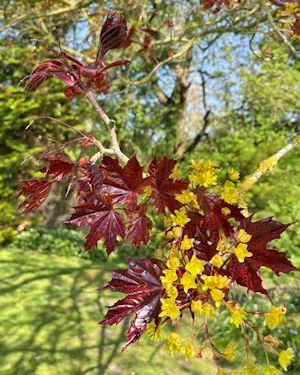 Acer platanoides