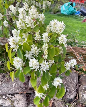 Amelanchier alnifolia