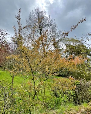 Amelanchier canadensis