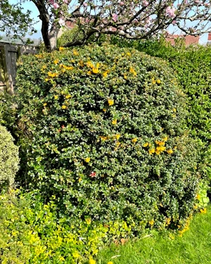 Berberis darwinii