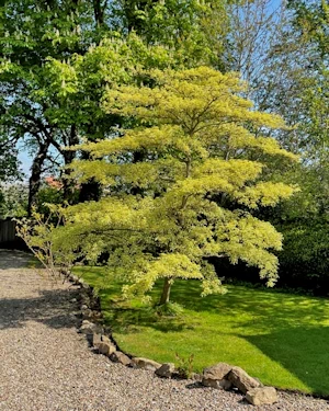 Cornus controversa