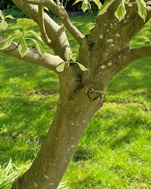 Cornus controversa