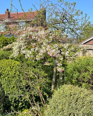 Malus Sun rival