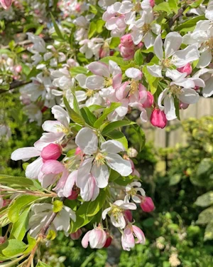Malus Sun rival