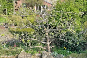 Malus domestica Worcester pearmain
