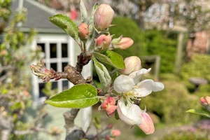 Malus domestica Worcester Pearmain