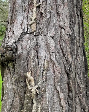 Pinus sylvestris