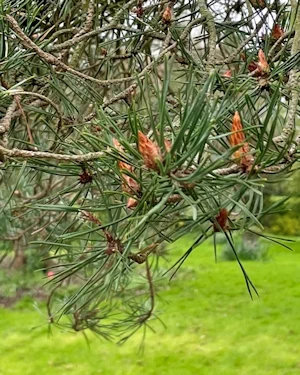 Pinus sylvestris