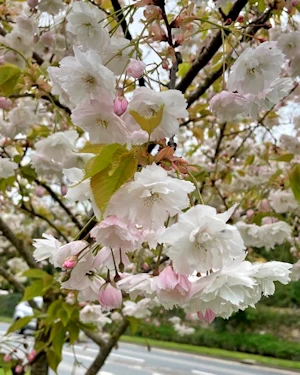 Prunus serrulata?