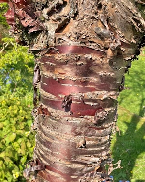 Prunus tibetica