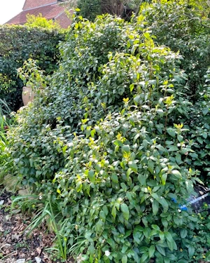Viburnum tinus