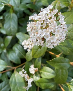 Viburnum tinus