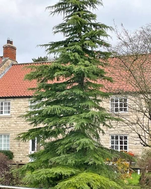 Cedrus deodara
