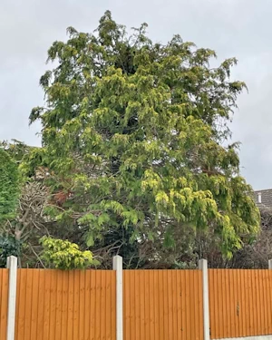 Chamaecyparis lawsoniana