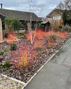 Cornus sanguinea midwinter fire