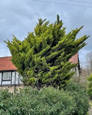 Cupressus macrocarpa