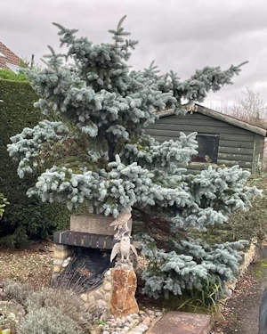 Picea pungens