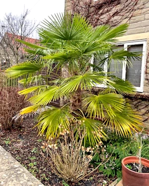 Trachycarpus fortunei