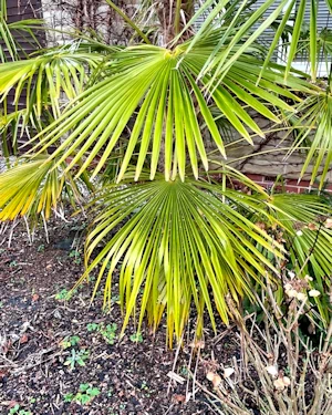 Trachycarpus fortunei