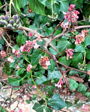 Viburnum farreri