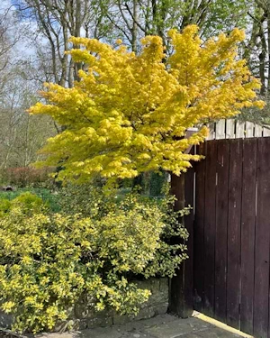 Acer palmatum orange dream
