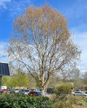 Betula albosinensis