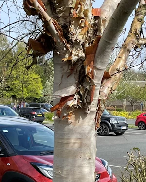 Betula albosinensis