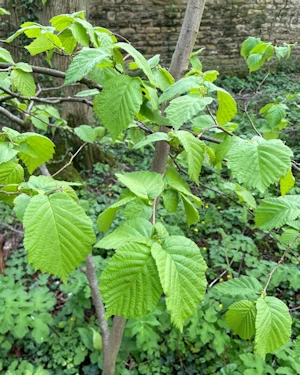 Corylus avellana