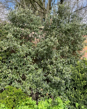 Garrya elliptica
