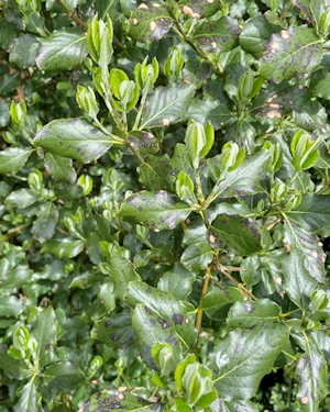 Garrya elliptica